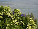 Fiori sulla scogliera